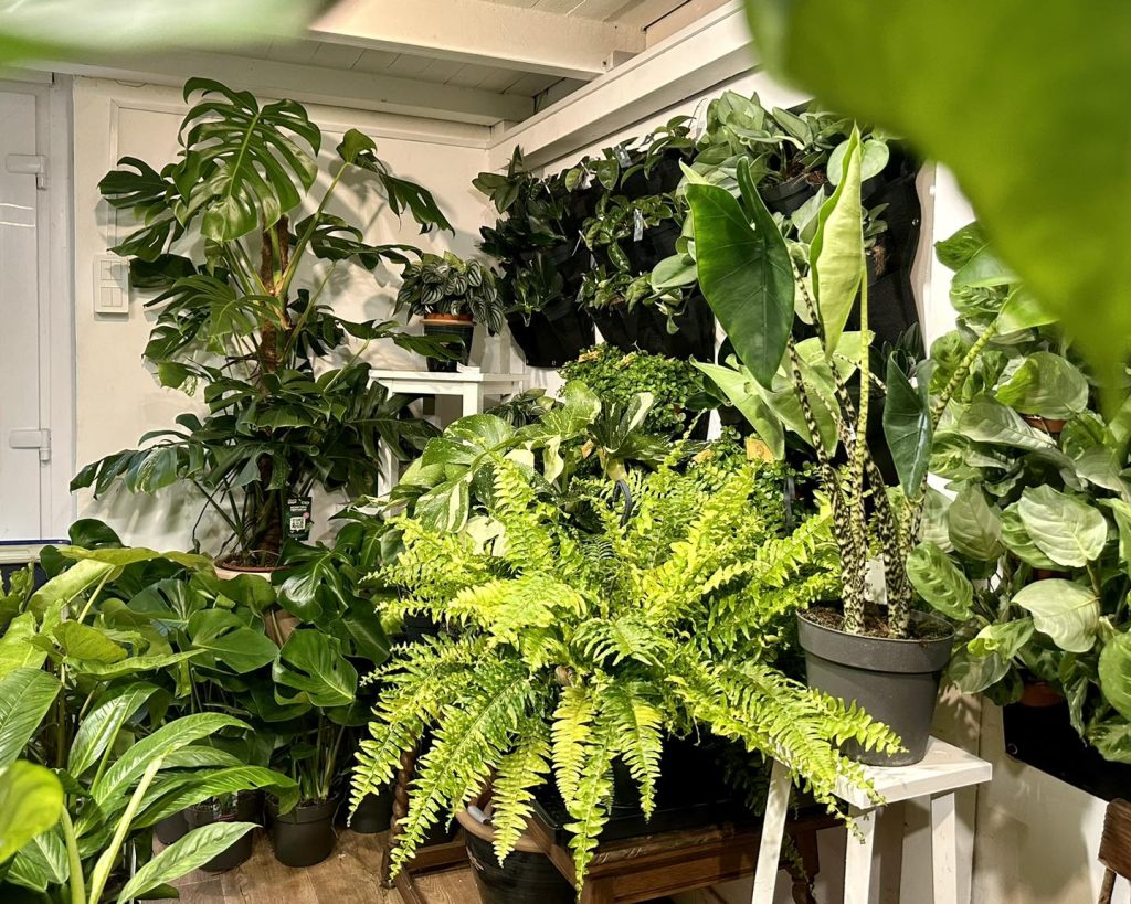 Indoor plant